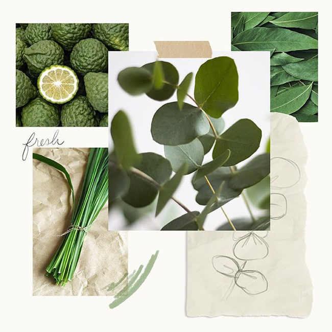 THYMES Eucalyptus Bar Soap Fragrances